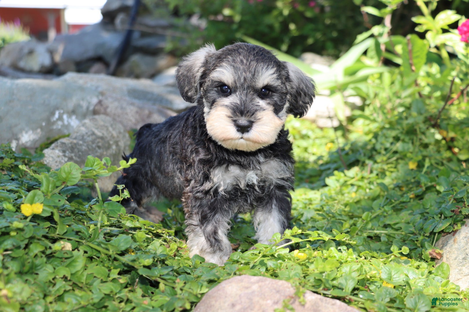 Miniature Schnauzer dogs Tonya - Ad 37