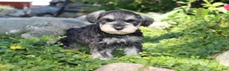 Miniature Schnauzer dogs for sale: Tonya - Ad 4