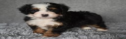 Mini Bernedoodle dogs for sale: Hattie - Ad 2