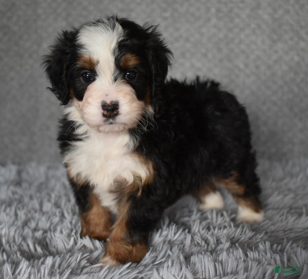 Mini Bernedoodle dogs for sale: Hattie - Ad 2