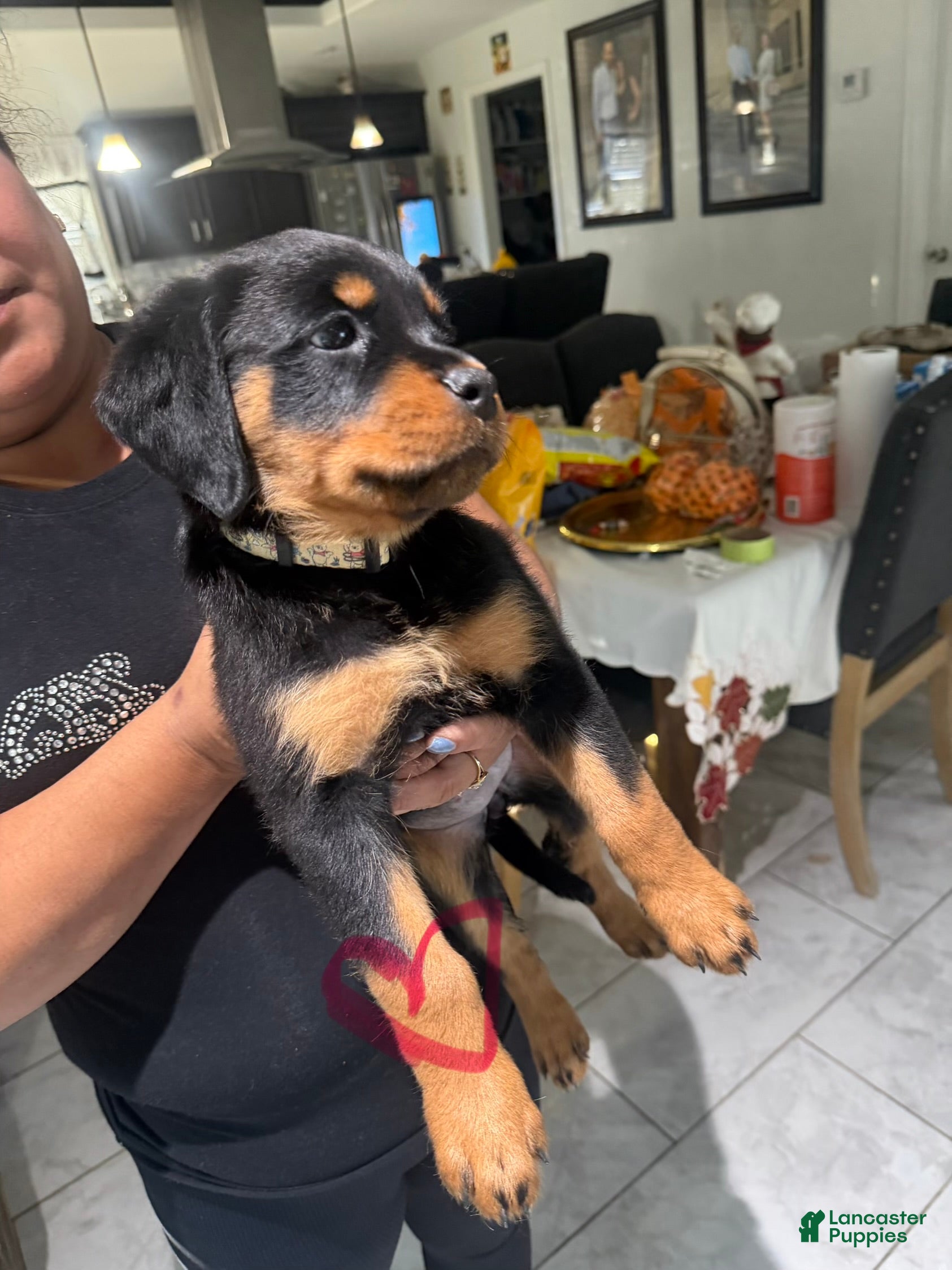 Rottweiler dogs Rottweiler Puppy 4 - Ad 3