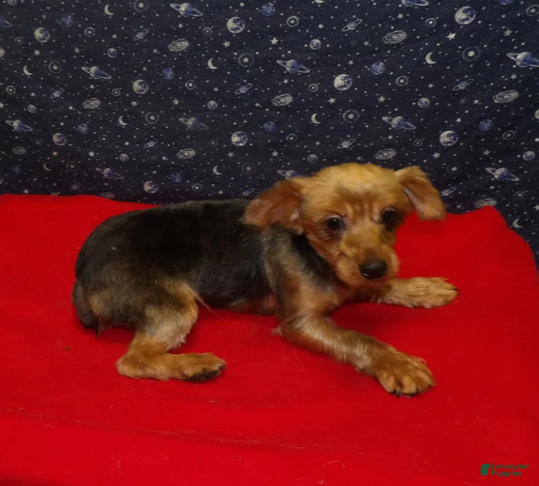 Yorkshire Terrier dogs for sale: Danny - Ad 6