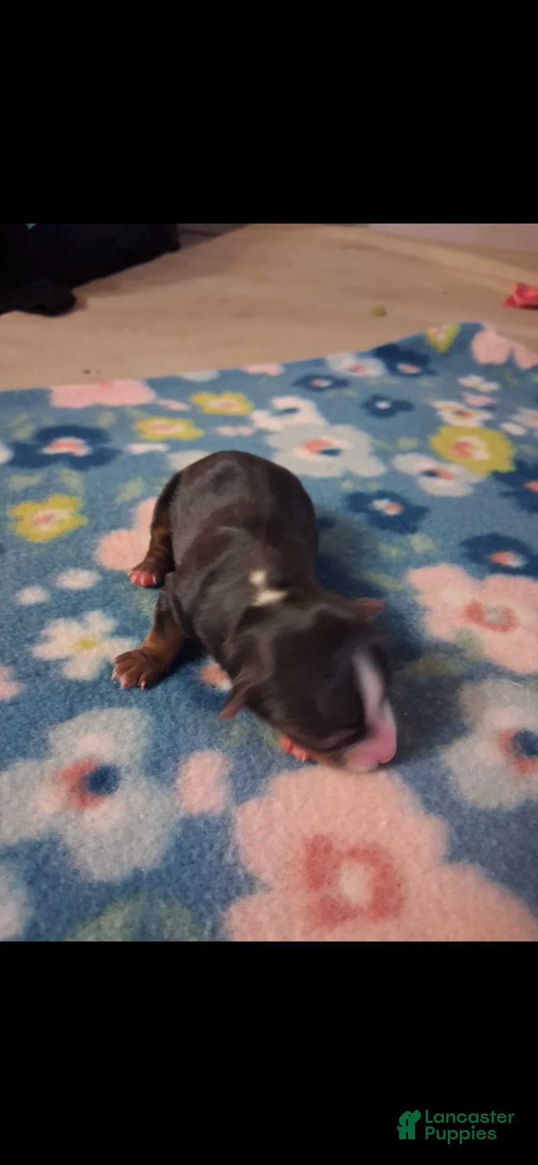 Yorkshire Terrier dogs for sale: Sophie 🩷 - Ad 1