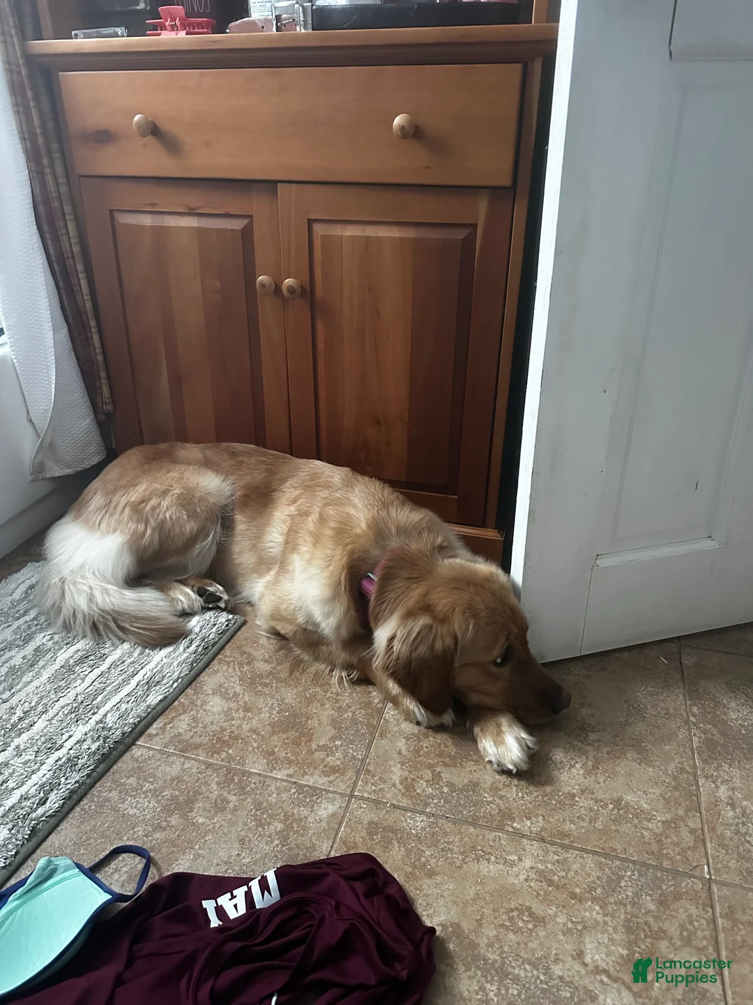 Golden Retriever dogs for sale: Golden Retriever Puppy 1 - Ad 2