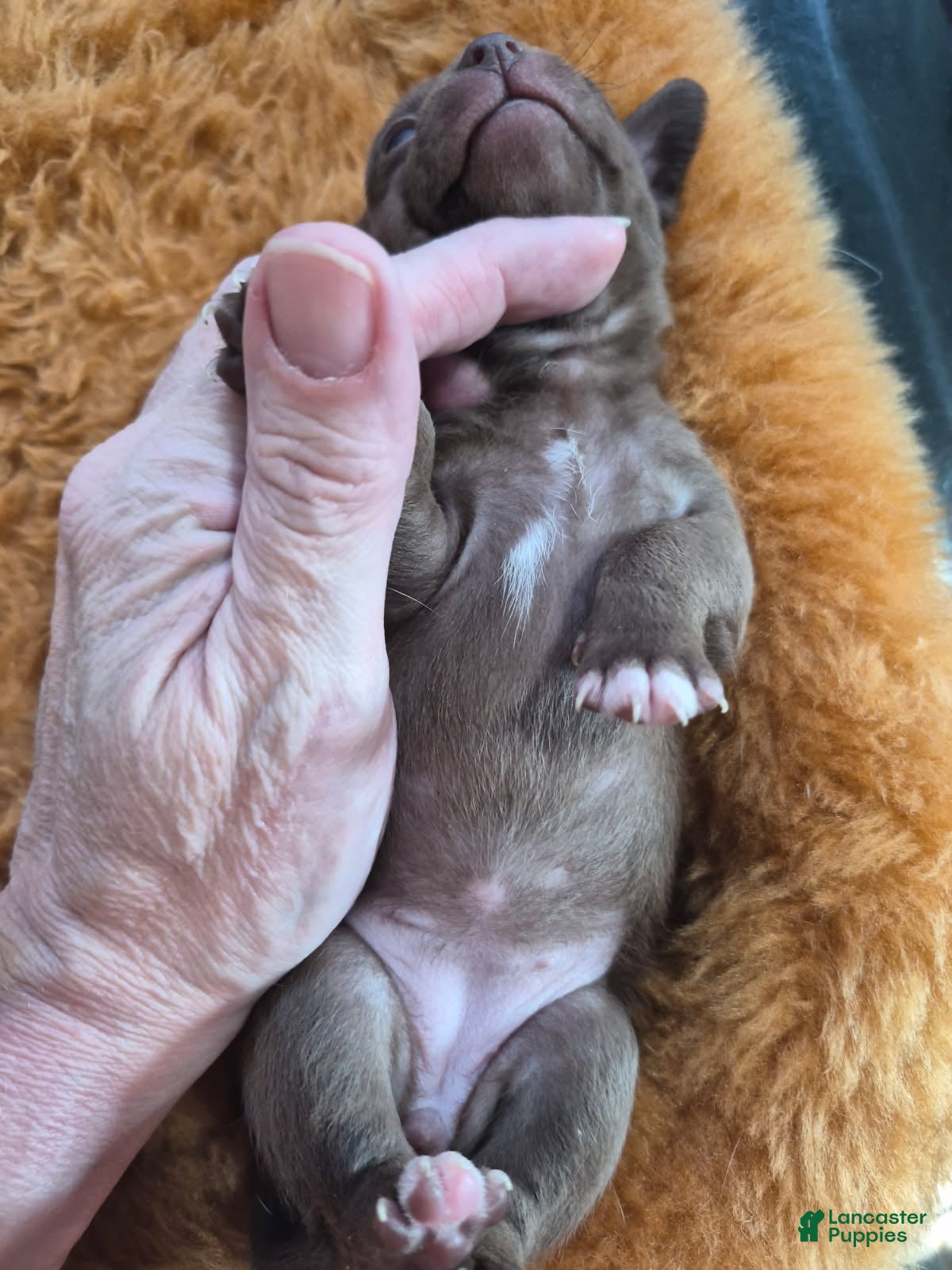 Chihuahua dogs Chihuahua Puppy 5 - Ad 2