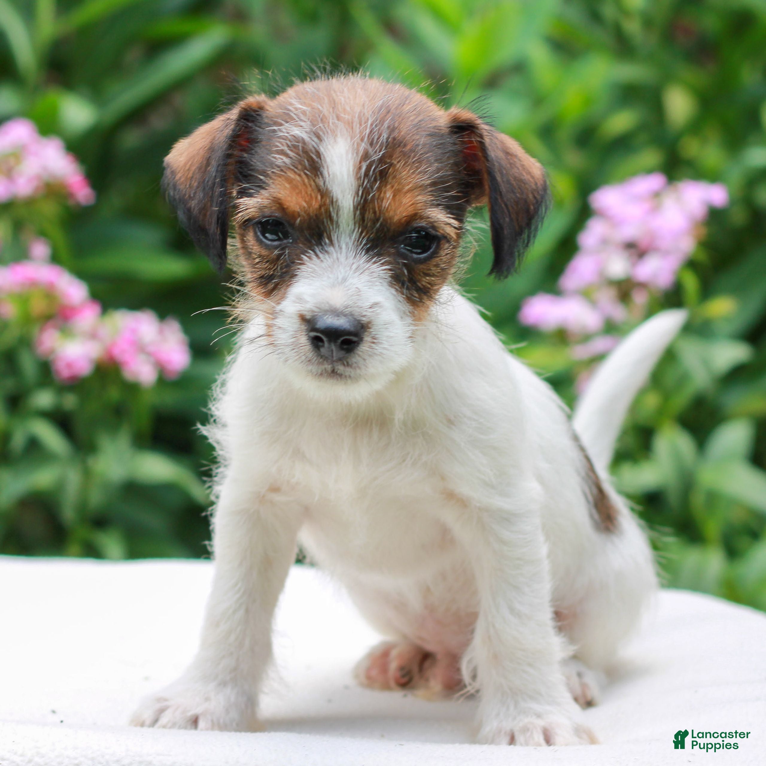 Mixed Breed dogs John  - Ad 1