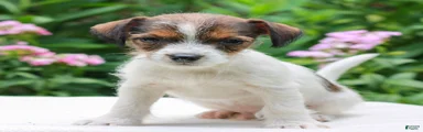John 