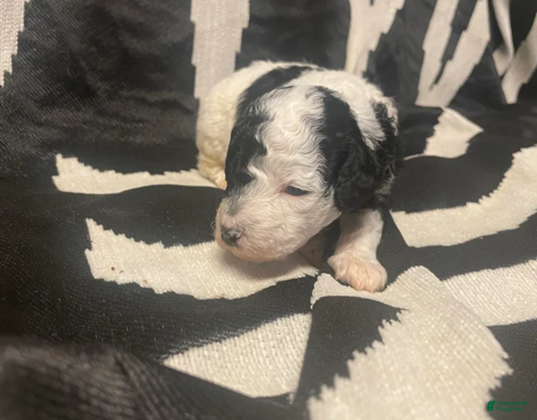 Goldendoodle dogs for sale: Daisy - Ad 4