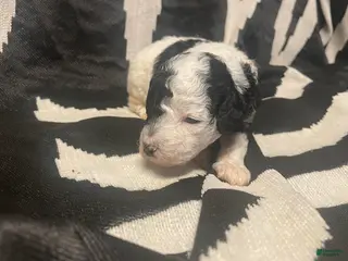 Goldendoodle dogs Daisy - Ad 22