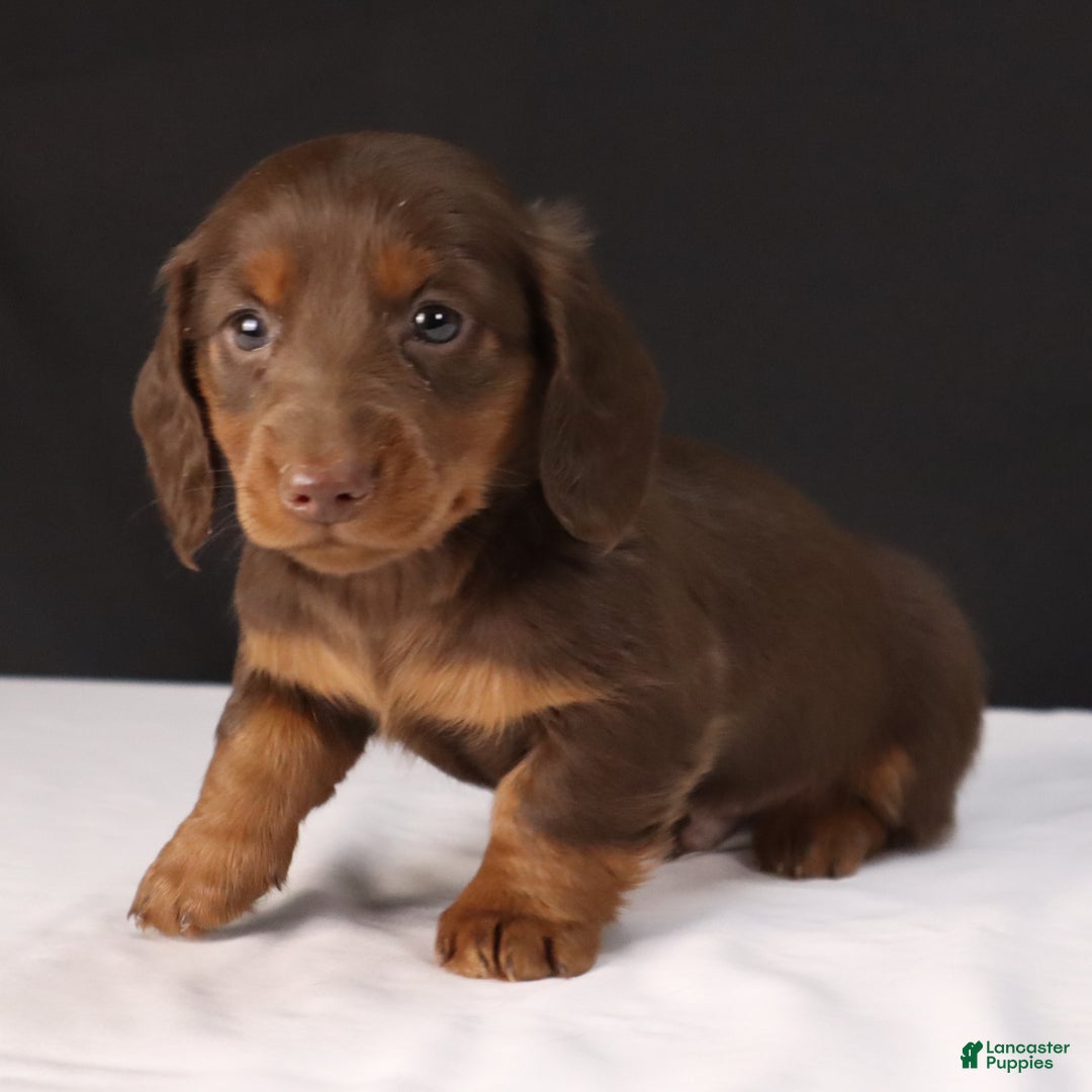 Dachshund dogs for sale: Dachshund Puppy 1 - Ad 5