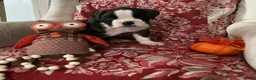 Boxer dogs for sale: Berlín  - Ad 13