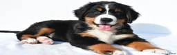 Bernese Mountain Dog dogs for sale: Parker - Ad 1
