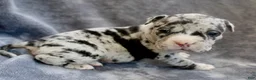 American Bully dogs for sale: Black Merle Female - Ad 3