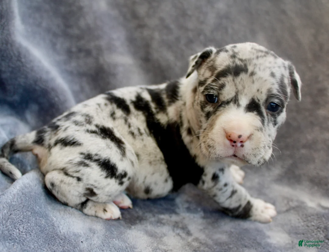 American Bully dogs for sale: Black Merle Female - Ad 3