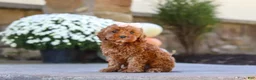 Cockapoo dogs for sale: Willow - Ad 23
