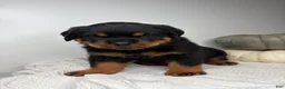 Rottweiler dogs for sale: Jose - Ad 12