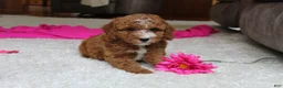 Cavapoochon dogs for sale: Millie - Ad 4