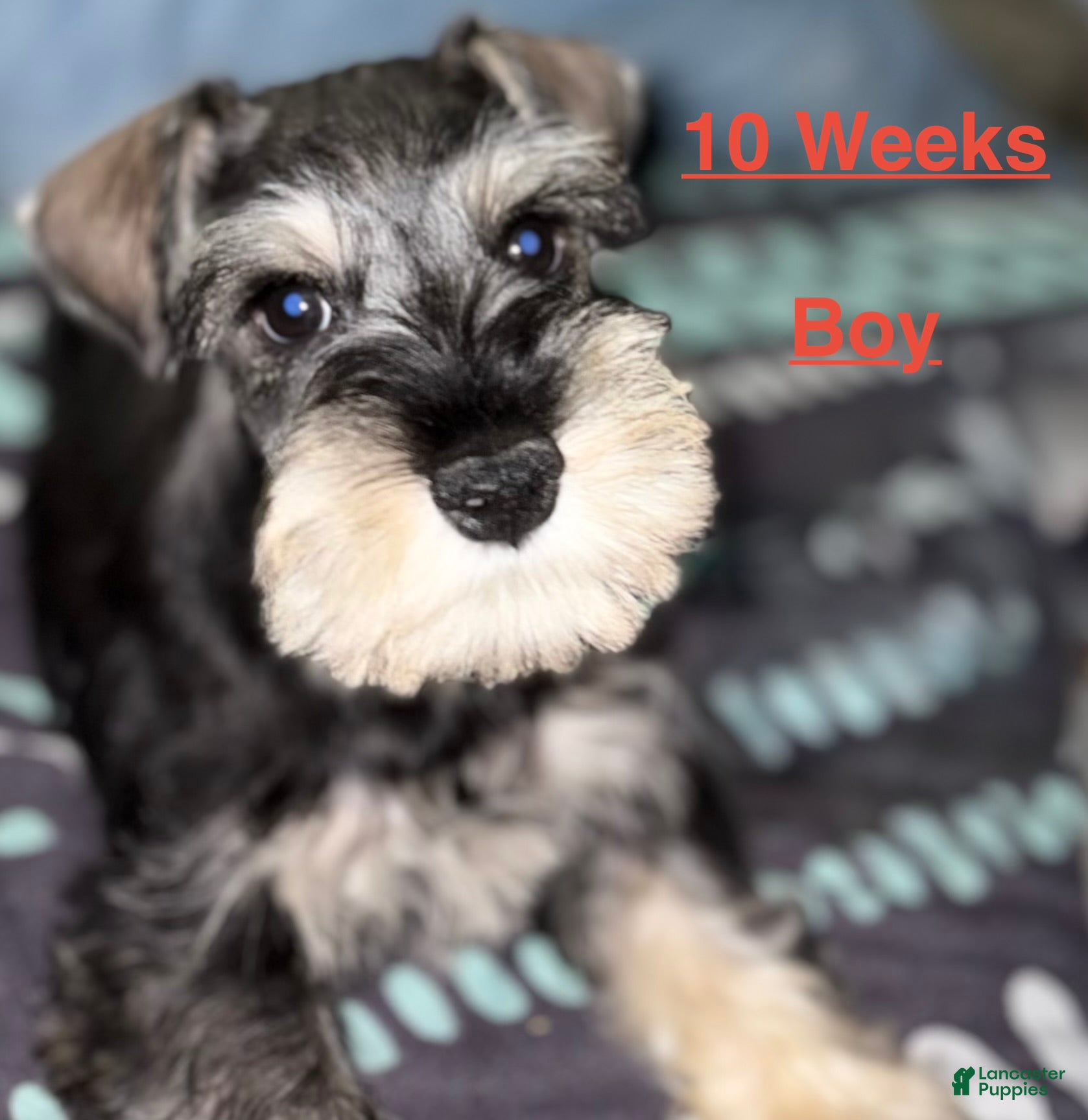 Miniature Schnauzer dogs Miniature Schnauzer 2 - Ad 1