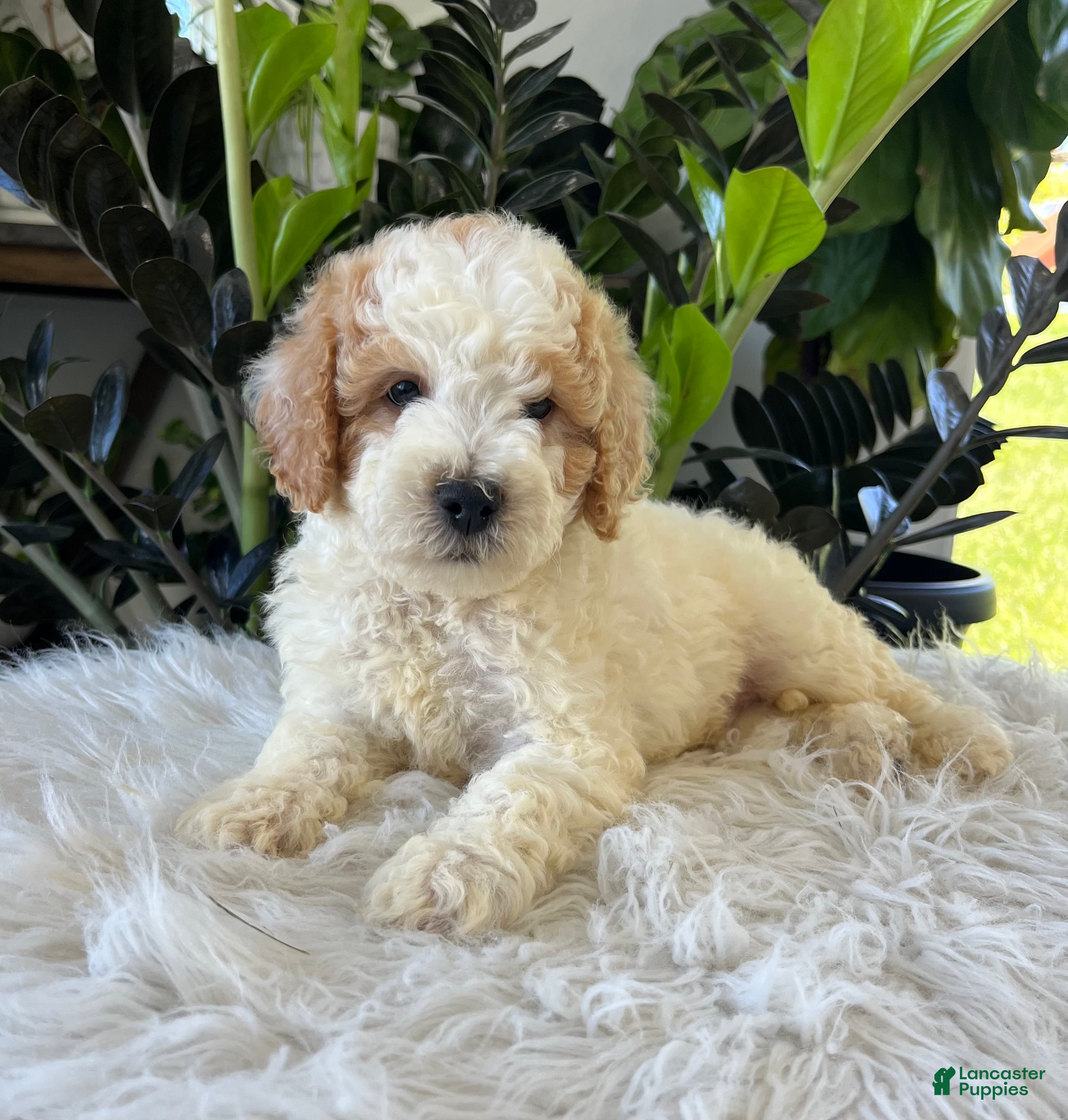 Mini Goldendoodle dogs Kenyon - Ad 1