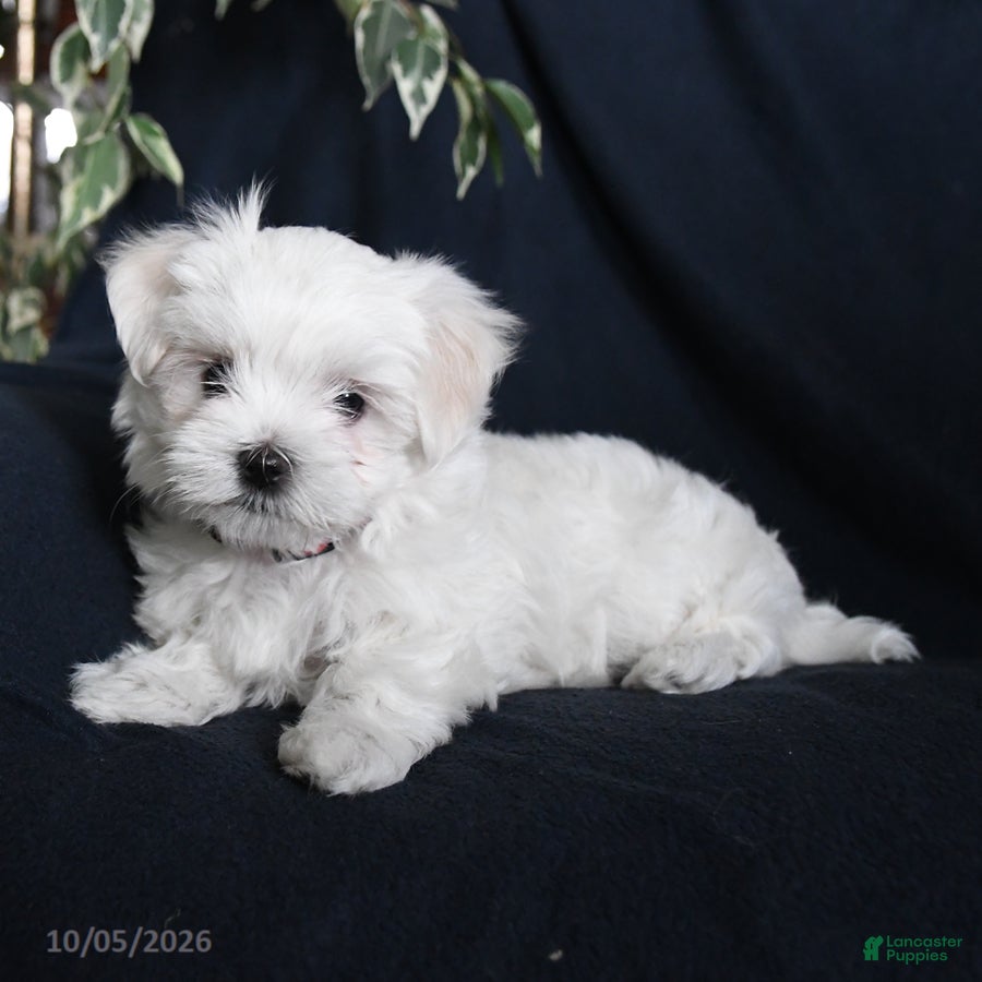 Maltese dogs Fifi - Ad 1