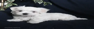 Fifi