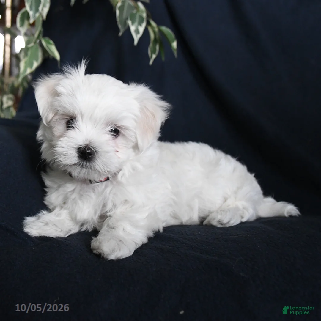 Maltese dogs for sale: Fifi - Ad 1