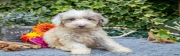 Miniature Poodle dogs for sale: Cookie - Ad 1