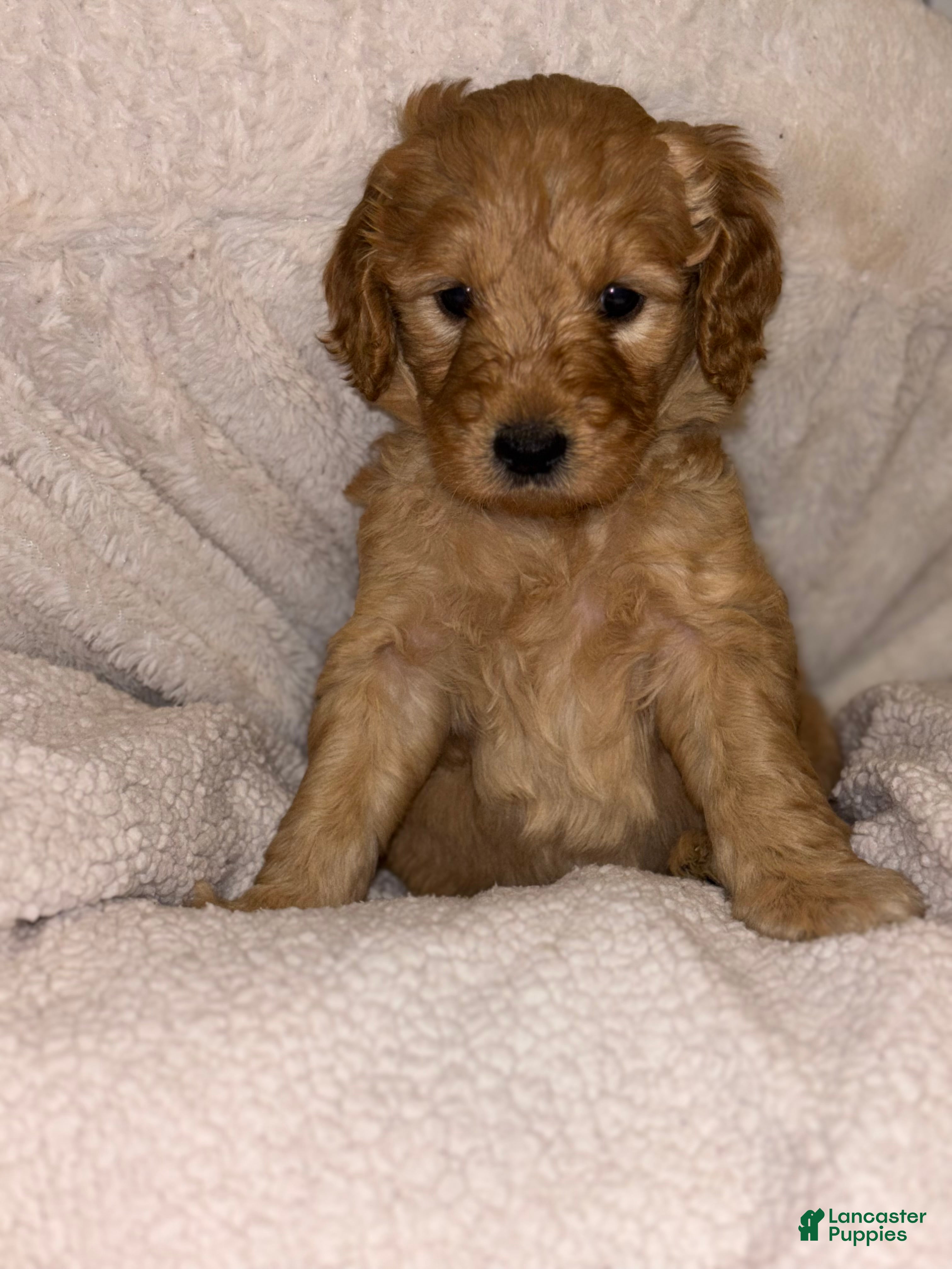Goldendoodle dogs for sale: Goldendoodle Puppy 5 - Ad 4