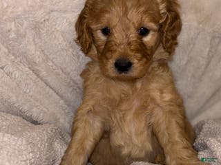 Goldendoodle dogs Goldendoodle Puppy 5 - Ad 25