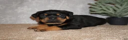 Rottweiler dogs for sale: Rocky - Ad 3
