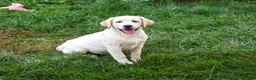Labrador Retriever dogs for sale: Bubbles - Ad 4