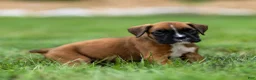 Boxer dogs for sale: Niki Boxer 4 - Ad 4
