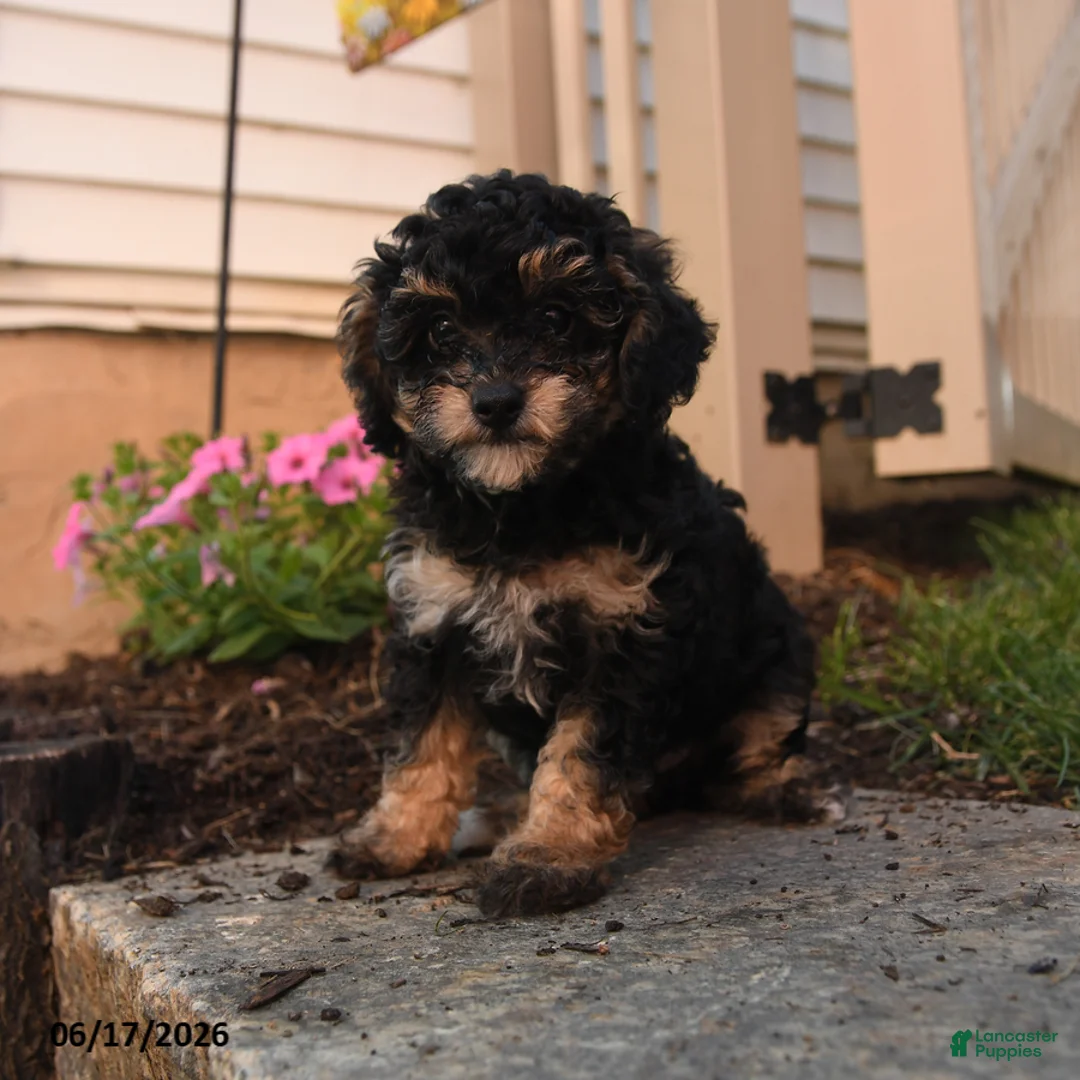 Toy Poodle dogs for sale: McGregory - Ad 2
