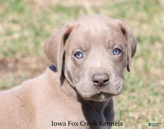 Great Dane dogs Hope - Ad 1