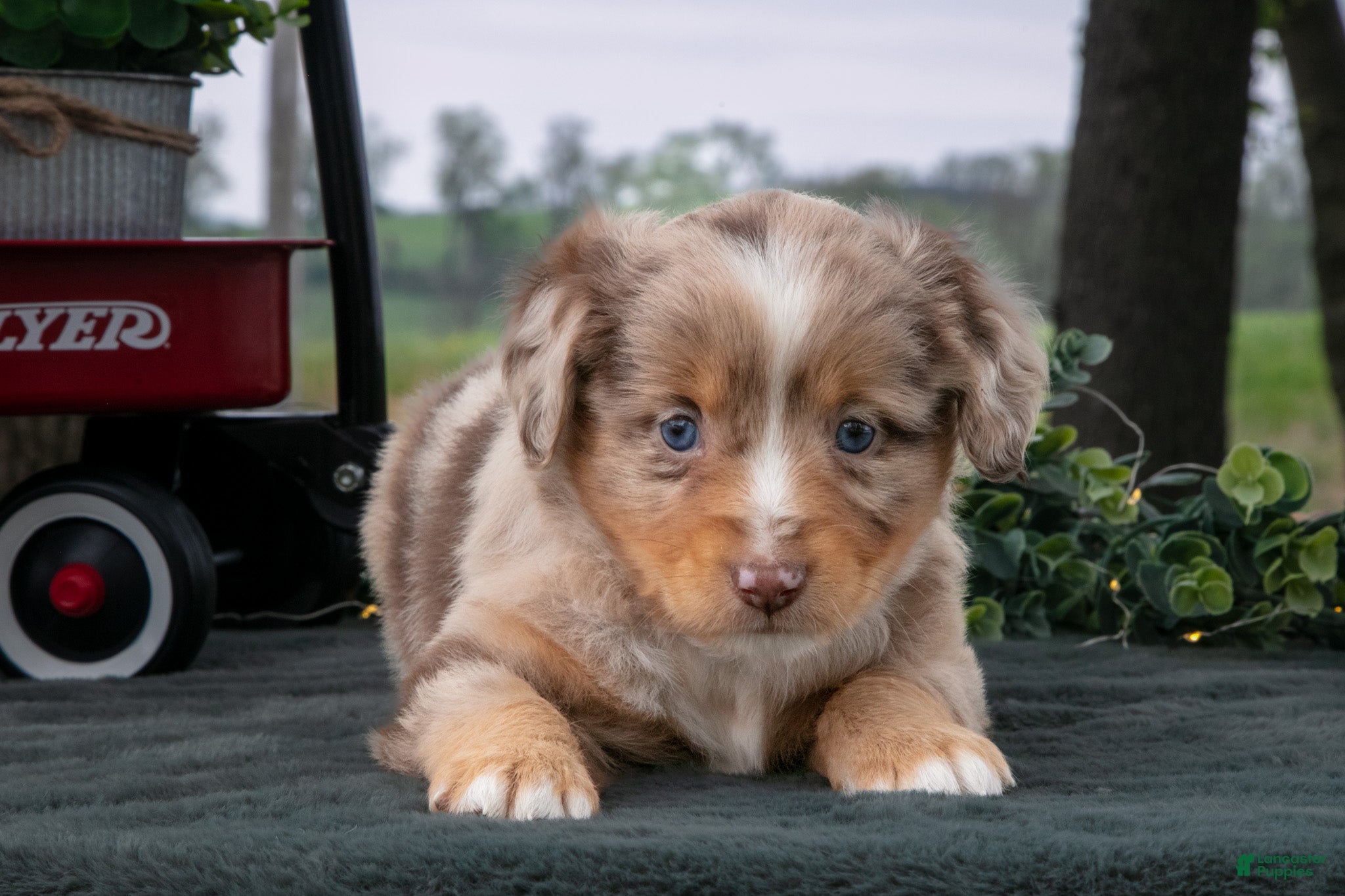 Miniature Australian Shepherd dogs Coco - Ad 2