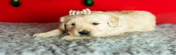 Golden Retriever dogs for sale: Sophia  - Ad 4