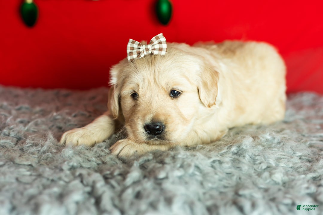 Golden Retriever dogs for sale: Sophia  - Ad 4