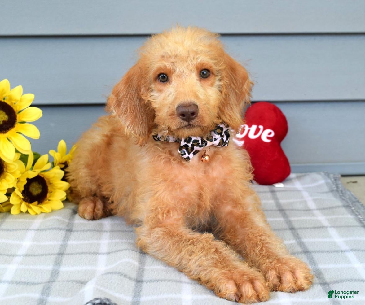 Labradoodle dogs Callie - Ad 1