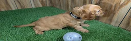Cavapoo dogs for sale: Jazzy Boy 3 - Ad 3