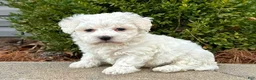 Bichon Frise dogs for sale: Huck - Ad 3