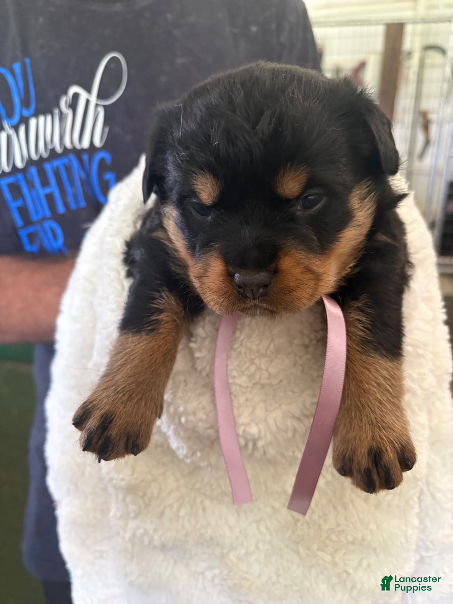 Rottweiler dogs Rottweiler 2 AKC REGISTERED  - Ad 1
