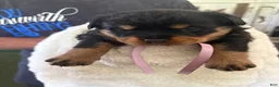 Rottweiler dogs for sale: Rottweiler 2 AKC REGISTERED  - Ad 1