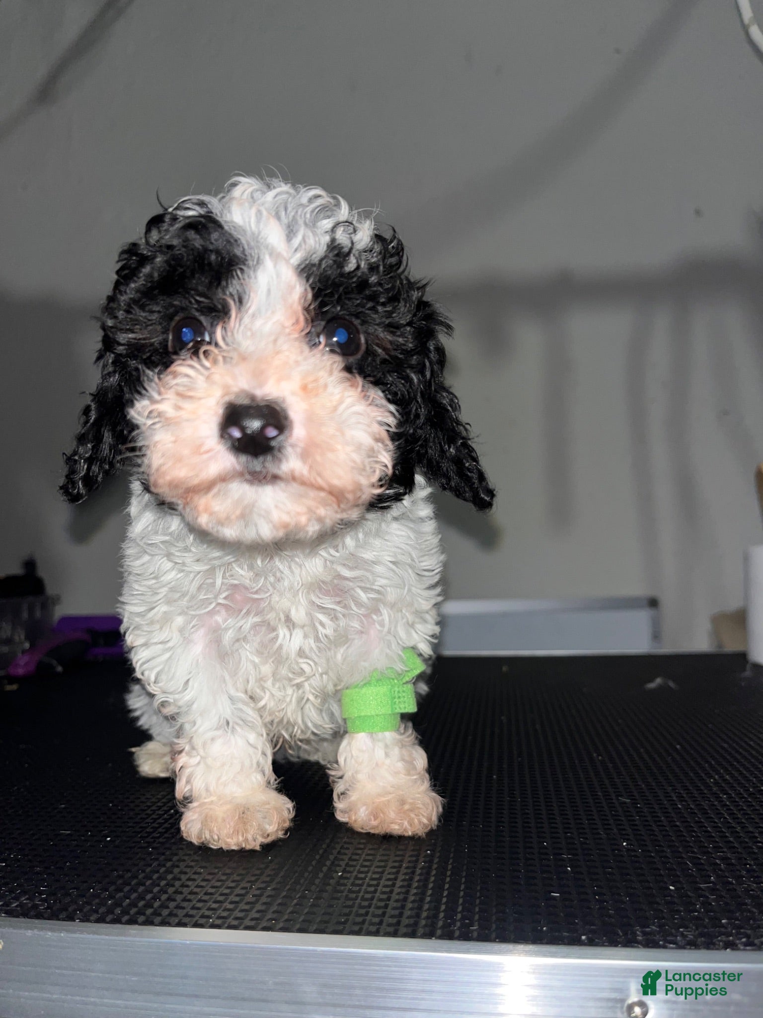 Miniature Poodle dogs Phil - Ad 1