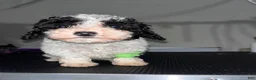 Miniature Poodle dogs for sale: Phil - Ad 1