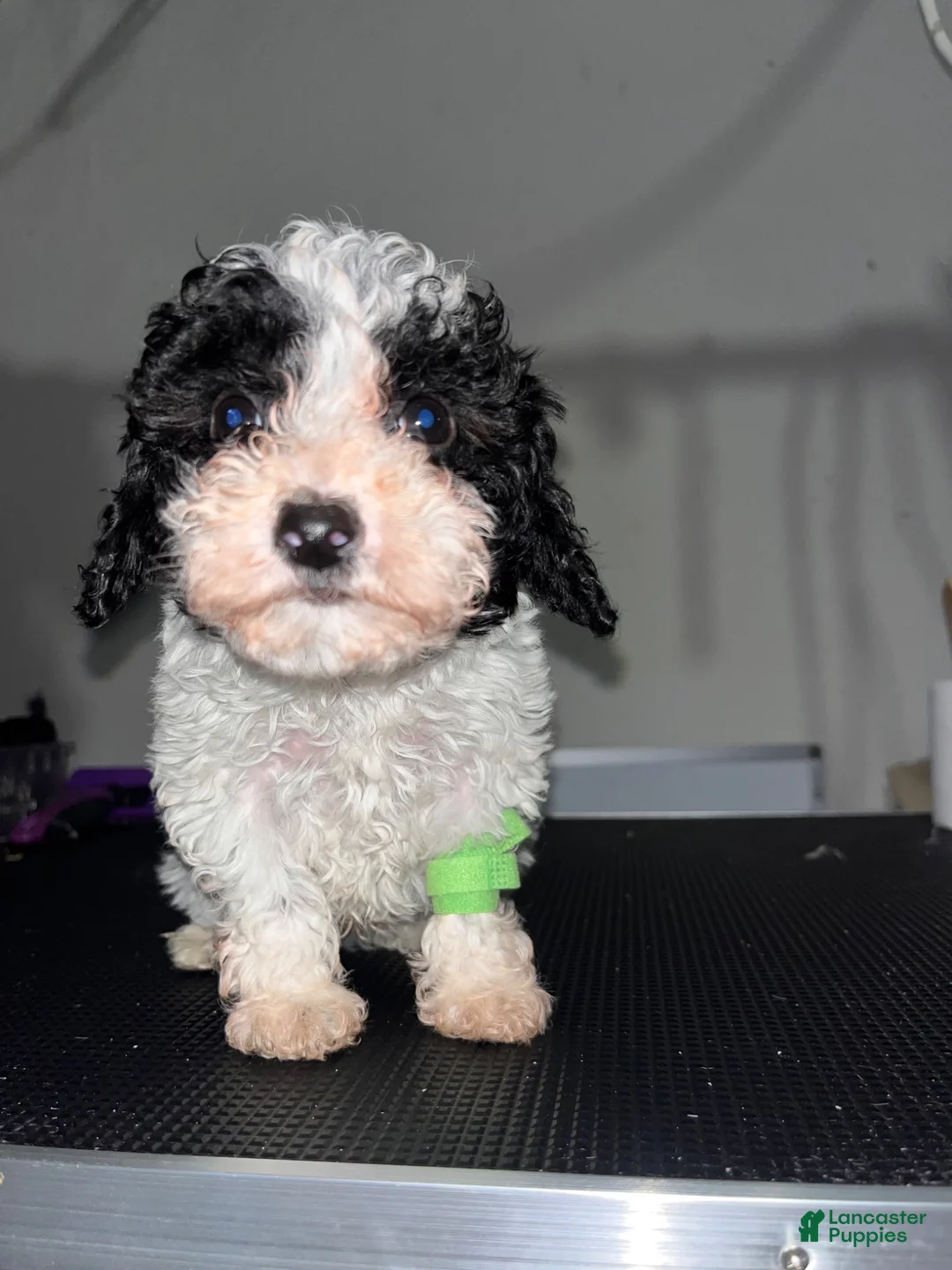 Miniature Poodle dogs for sale: Phil - Ad 1