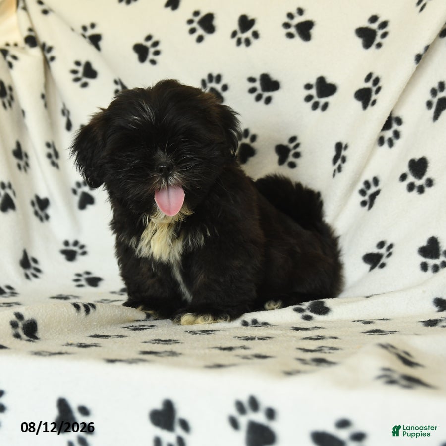 Shih Tzu dogs Bear - Ad 2