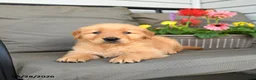 Golden Retriever dogs for sale: Milton - Ad 3