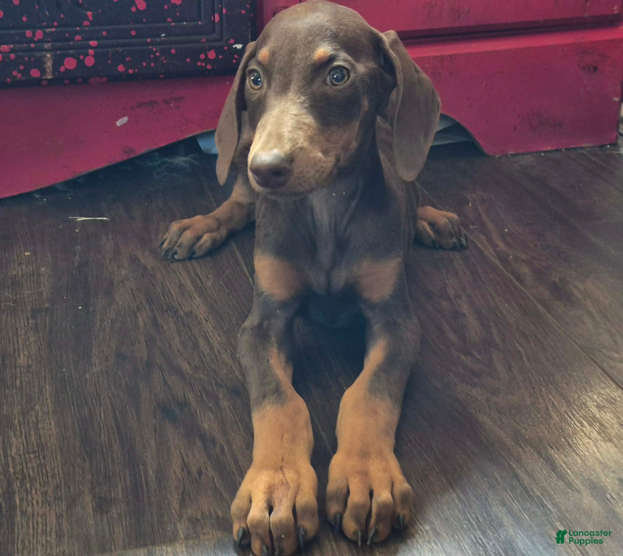 Phoenix (Dobermann, Male) in Stilesville, IN