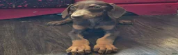 Doberman Pinscher dogs for sale: Phoenix - Ad 1