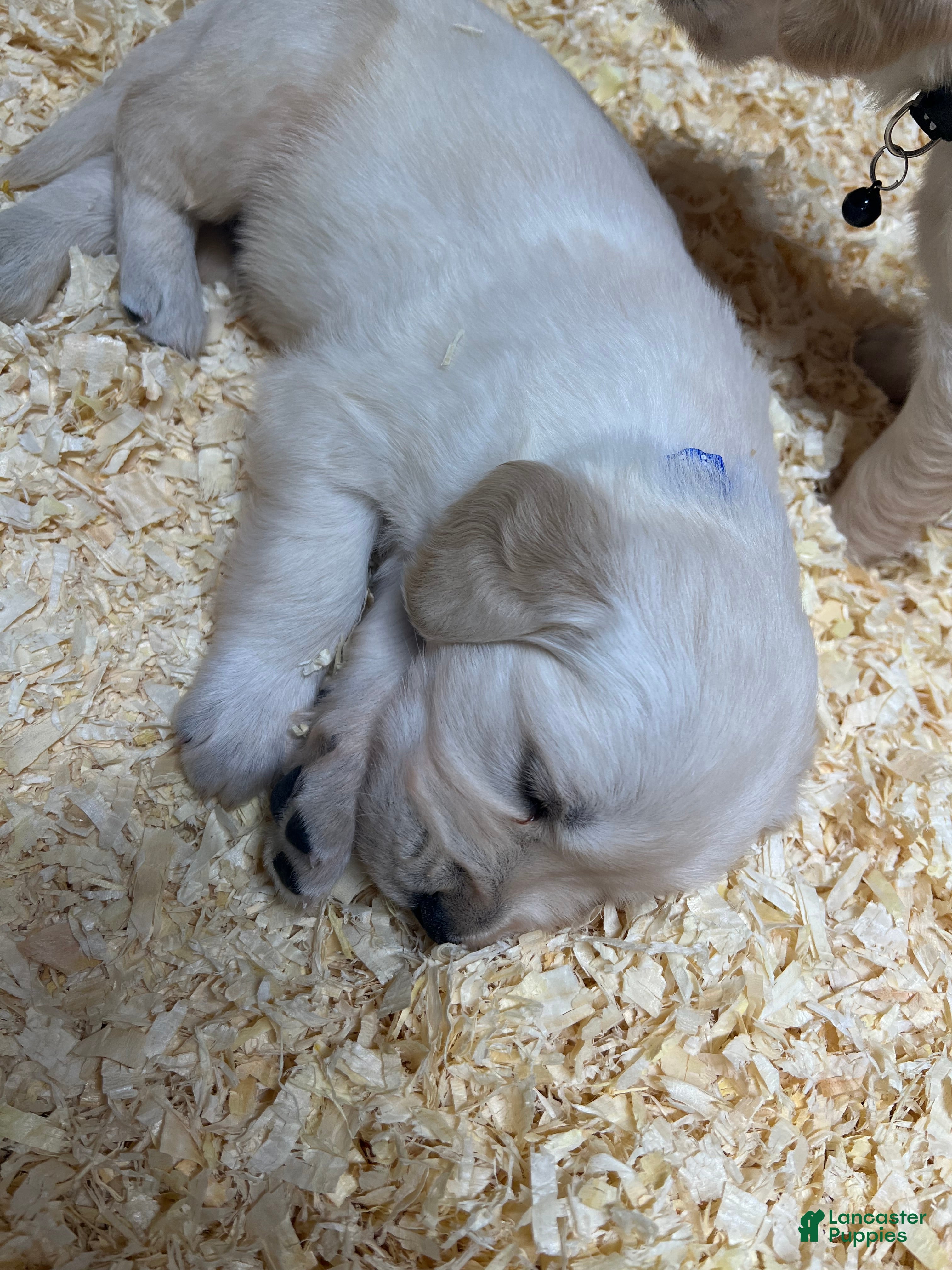 Golden Retriever dogs Navy - Ad 1